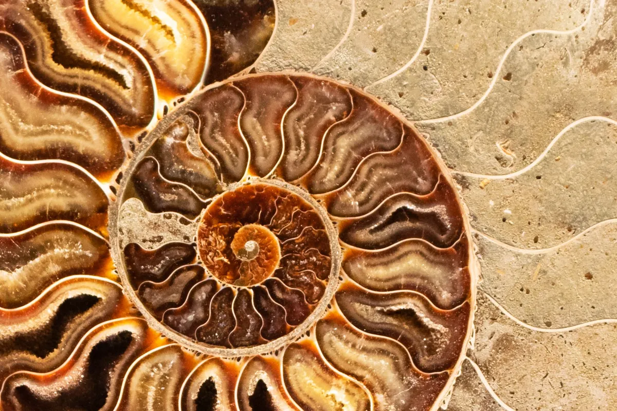 Comment se forme un fossile, et comment on le date
